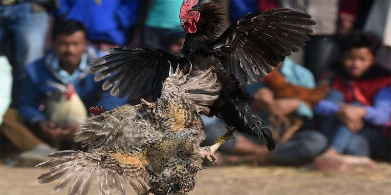 Để cá cược AOG đá gà, anh em cần phải tạo cho mình tài khoản cược